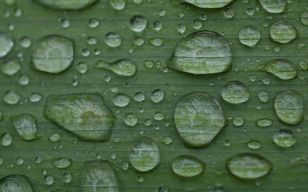 Houseplant Essential knowledge: Humidity