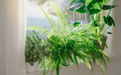 Houseplant Essential Knowledge: Light