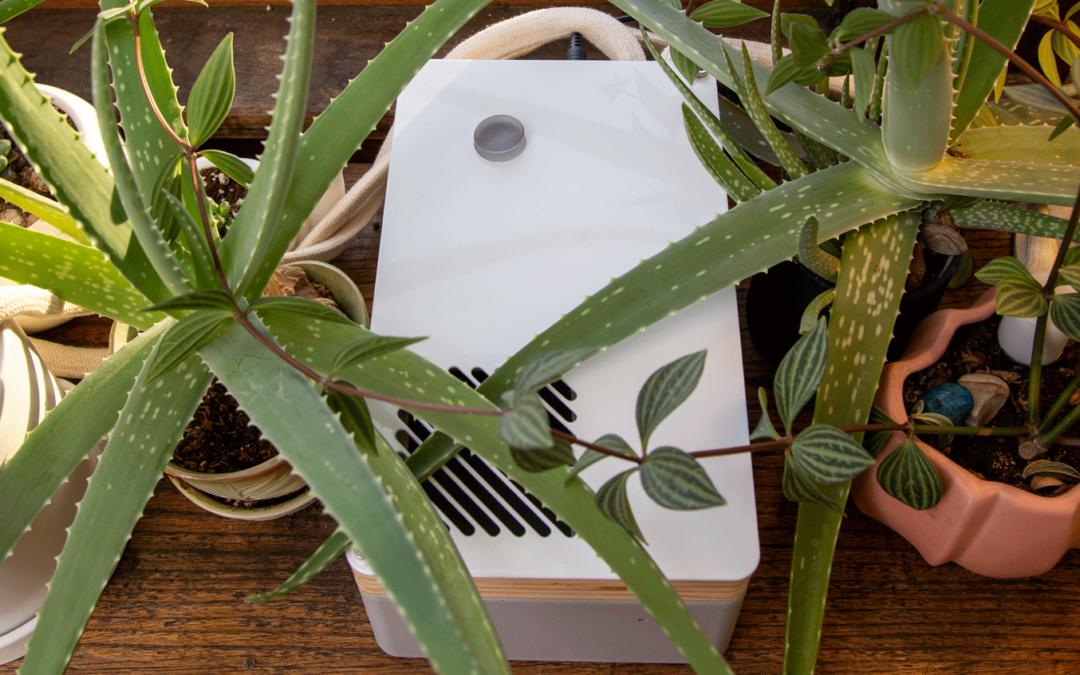 Meet the FlorA Plant Tender, your solution for automated houseplant care