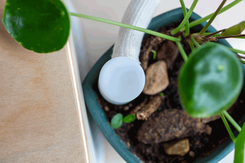Flora-automated-plants-probe_s